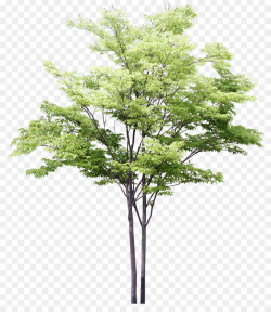 Watercolor Tree clipart - Drawing, Tree, Painting ...