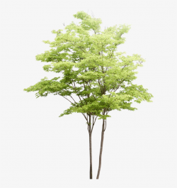 Png Watercolor Trees - Water Color Tree Png - Free ...