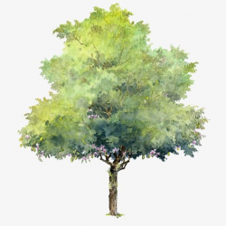 Pintado A Mano De Arboles De Fondo Del Elemento, Transparent ...