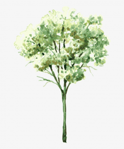 Banner Transparent Watercolor Painting Tree Trees Treetrees ...