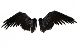 black wings | Tumblr