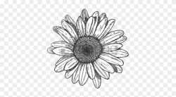Free Png Sunflower Png Tumblr Png Images Transparent ...