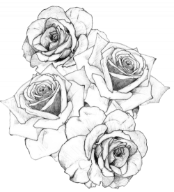 Drawing Black and white Sketch - design png download - 500 ...