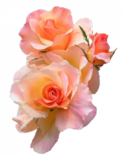 transparent flower | Tumblr in 2019 | Rose flower photos ...