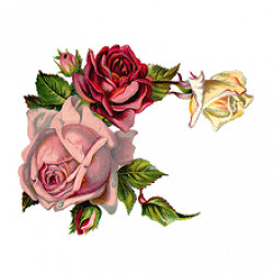 rose icons | Tumblr