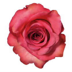 transparent tumblr - Pesquisa do Google | Rose flower photos ...