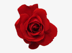 Tumblr Ml1mrur3xm1rm6jd7o1 500 Png Transparent Red - Rose ...