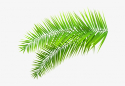 Palm Palms Leaf Plants Green Tumblr Editpng Pngedit ...