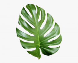 Tropical Png Tumblr - Transparent Tropical Leaves Png , Free ...