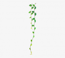 Tropical Transparent Tumblr - Leaves Tumblr Transparent ...