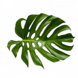 Tropical Tumblr Transparent & PNG Clipart Free Download - YWD