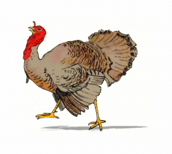Free Thanksgiving Turkey Clip Art