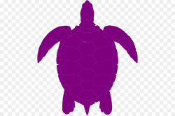 Turtle Turtle png download - 516*597 - Free Transparent Turtle png ...