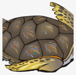 Turtle PNG, Transparent Turtle PNG Image Free Download , Page 3 - PNGkey