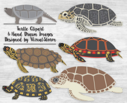 Hand Drawn Turtle Clipart Illustrations - 6 Detailed Sea Turtles and  Tortoises