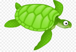 Turtle, Green, transparent png image & clipart free download