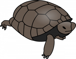 Turtle clip art free vector 4vector - ClipartBarn