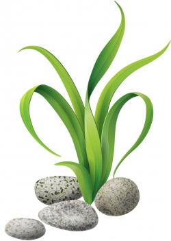 Seaweed sea animals images on animals clip clipart ...