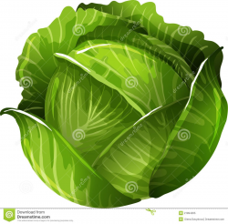 Cabbage Clipart Images Pictures Becuo in 2019 | Plant leaves ...