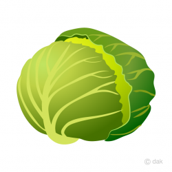 Free Cabbage Clipart Image｜Illustoon