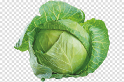 cabbage vegetable leaf vegetable savoy cabbage cruciferous ...