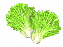 Free Lettuce Cliparts, Download Free Clip Art, Free Clip Art ...