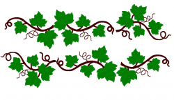 Vine clipart Inspirational Vine clipart ivy leaf Pencil and ...