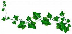 Free Vine Cliparts Transparent, Download Free Clip Art, Free ...