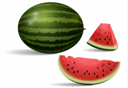 Watermelon Vectors, Photos and PSD files | Free Download