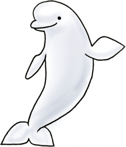 Free Beluga Whale Cliparts, Download Free Clip Art, Free Clip Art on ...