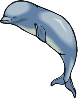 Beluga Whale Clipart - Clip Art Library