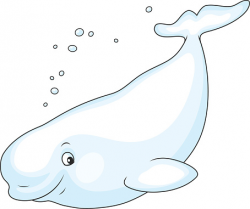 Free Beluga Whale Cliparts, Download Free Clip Art, Free Clip Art on ...