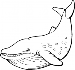 Whale black and white whale clipart black and white – Gclipart.com