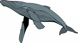Free Humpback Whale Clipart, Download Free Clip Art, Free Clip Art ...
