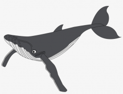Whale - Humpback Whale Clipart Transparent PNG - 600x430 - Free ...