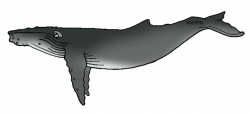 Free Humpback Cliparts, Download Free Clip Art, Free Clip Art on ...