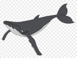 Clipart Black And White Stock Collection Of Breaching - Humpback ...