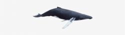 Whale Clipart Marine Animal - Humpback Whale Painting - Framed ...