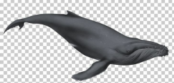 Sperm Whale Humpback Whale Cetaceans PNG, Clipart, Animal, Animal ...