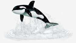 Whale Jumping Out Of Water, Whale Clipart, Water Clipart, Whale PNG ...