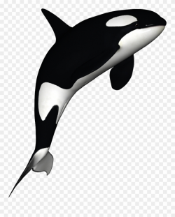 Orca Clipart Free - Orca Whale White Background - Png Download ...
