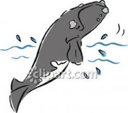 A Humpback Whale Jumping Royalty Free Clipart Picture