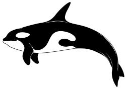 Orca Whale Clipart | Free download best Orca Whale Clipart on ...