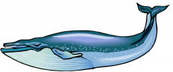 Blue whale clipart - Clipartix