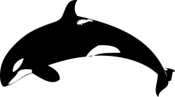 Free Shamu Cartoon, Download Free Clip Art, Free Clip Art on Clipart ...
