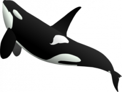 Collection of free Whale vector shamu. Download on UI Ex