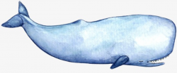 Sperm whale clipart 7 » Clipart Station