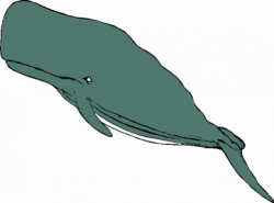 Sperm whale clipart free image - Clip Art Library