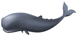 Whale Clipart transparent PNG - StickPNG