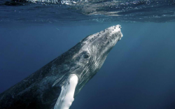 Humpback Whale Population Bounces Back From Near-Extinction ...